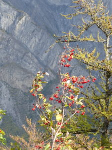 Lire la suite à propos de l’article Rencontre dans le pré, Savoie, le 2 octobre 2018