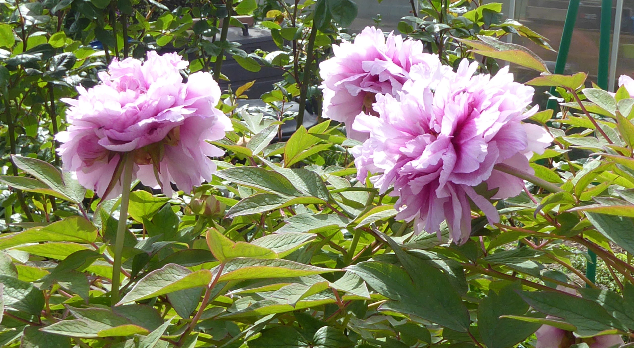 Lire la suite à propos de l’article l&rsquo;autre jardin | chez mon amie Jacqueline en Cévennes | c&rsquo;était en avril 2022