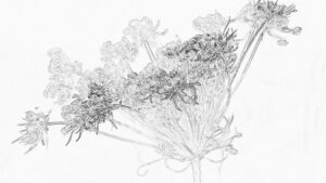 Lire la suite à propos de l’article Merveilleuse note de lecture de Bruno Lecat, autour du ‘Carnet de Murmures’ | 11 juin 2025