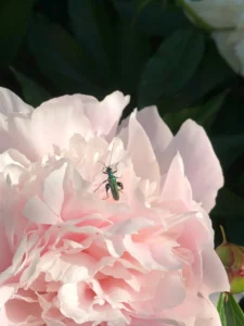 Lire la suite à propos de l’article CARNET DE MURMURES | Catherine Koeckx en parle depuis Bruxelles, 24 juin 2025