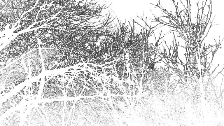 Lire la suite à propos de l’article UN AN DE HAIKU | en quête de la bonne couverture, 28 février 2026