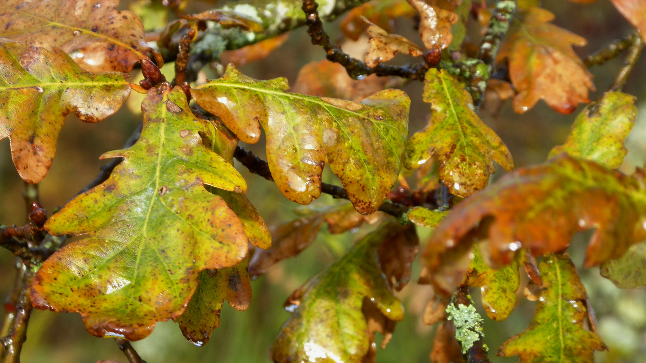 Lire la suite à propos de l’article UN AN DE HAÏKU | #JANVIER  présentation vidéo